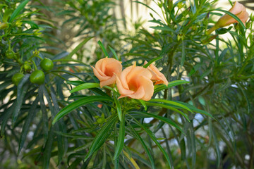 Beautiful flowers and fruits of Cascabela thevetia (syn: Thevetia peruviana) or yellow oleander....