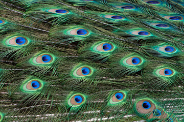 Obraz premium Beautiful peacock showing his colorful feathers