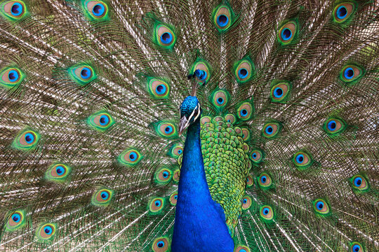 Beautiful peacock showing his colorful feathers