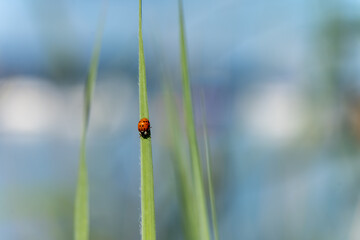 Marienkäfer Bodensee