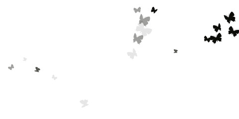 Romantic black butterflies isolated vector illustration. Spring colorful moths. Fancy butterflies isolated kids wallpaper. Sensitive wings insects patten. Tropical creatures.