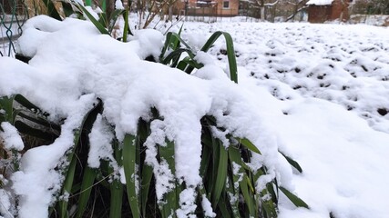 A white blanket of snow covered the green bush.