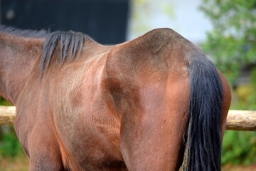 Details eines krankhaft abgemagerten braunen Pferdes