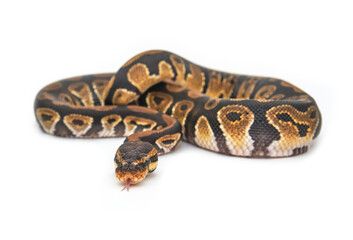 Ball python snake isolated on a white background. Species name is Royal Python showing his forked tongue. Wild type or ancestral morph. Exotic animal, selective focus on eyes.