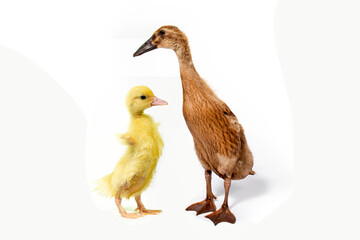 Cute duck on white background