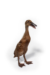 Cute duck on white background