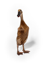 Cute duck on white background