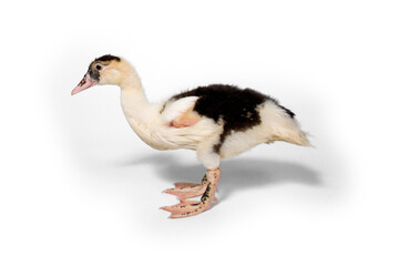 Cute duck on white background