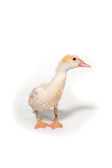 Cute duck on white background