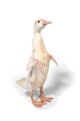 Cute duck on white background