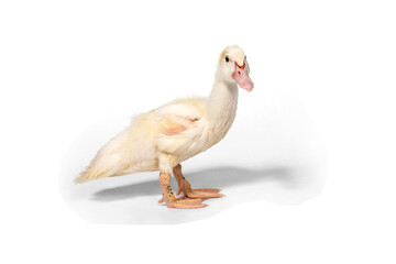 Cute duck on white background