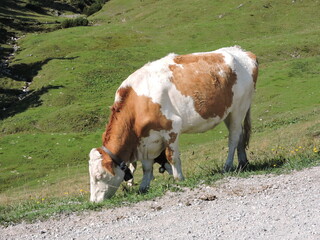 Kühe auf der Weide