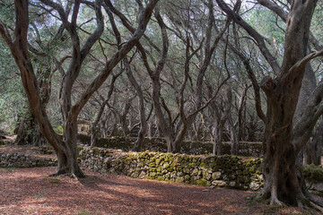 Olive orchard with moss-covered terraces and walls stacked with stones on Corfu, Greece