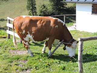 Kühe auf der Weide