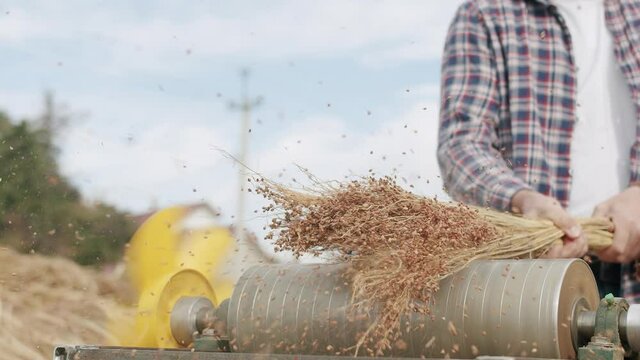 Farmer Making Traditional Straw Broom with sorghum, natural broom