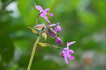 flowers in the garden orchid flower with green background 