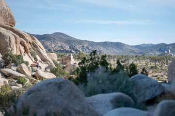 Joshua Tree, desert landscape