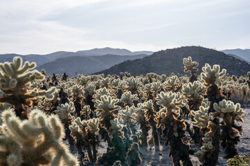 Fototapeta na wymiar Joshua Tree, desert landscape