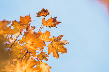 Golden maple leaves in autumn against sky with copy space