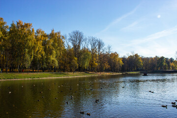 Park in front of the buckingham palace and pond during sunset and autumn. Dried yellow plants and...