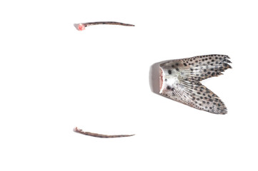 painted fish syrup and painted fish stinger, white background