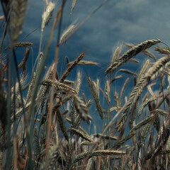 Getreide vor auftretendem Gewitter