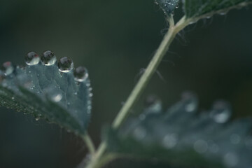 Regentropfen an grünen Blättern