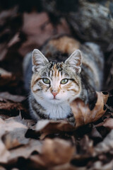 Fototapeta premium sweet stray cat