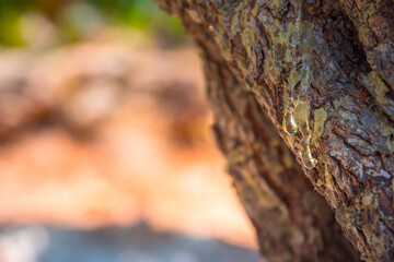 Mastic tree with mastic tears in Chios island, Greece.