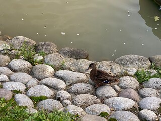 wild duck walking on the sidewalk looking for food