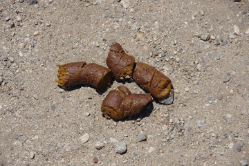 Close-up view of dog poop on sand