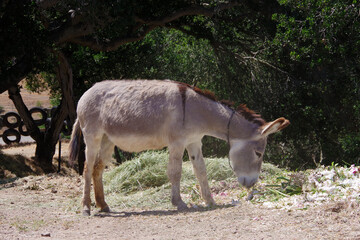 A single gray burro on farmland