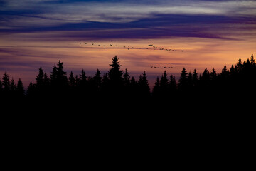 Beautiful sunrise and silhouettes of evergreen trees. 