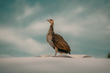 pheasant