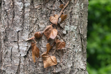 Dead ivy leaves on a trunk - 462937226