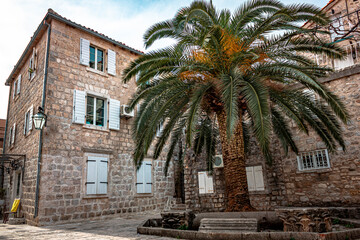 Fototapeta na wymiar Date Palm Tree in the Old Town