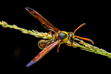 the yellow jacket is perched on the grass taken at close range