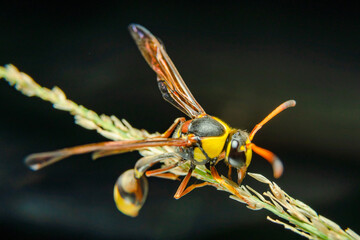 the yellow jacket is perched on the grass taken at close range
