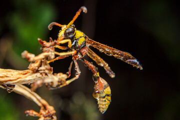 the yellow jacket is perched on the grass taken at close range
