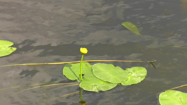 Blossoming Water-lily. Flowering Water lily yellow on the river. Nuphar Luteum. Water lily blossoms in summer on a lake