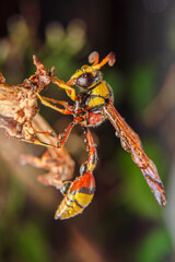 the yellow jacket is perched on the grass taken at close range