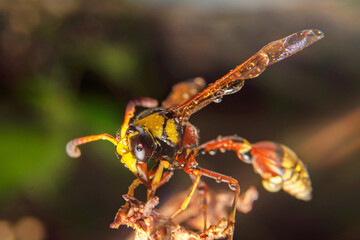 the yellow jacket is perched on the grass taken at close range