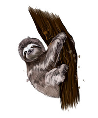 Sloth from multicolored paints. Splash of watercolor, colored drawing, realistic. Vector illustration of paints © Liliia