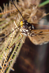 the butterfly is perching on the flower to find food