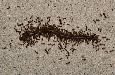Red imported fire ants (Solenopsis invicta) swarming onto an earthworm on the pavement during the night hours in Houston, TX.