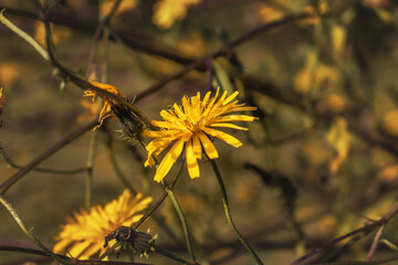 Yellow dandelion flowers on a blurry background on a sunny autumn day.  Yellow flowers on a warm...