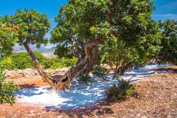Mastic tree with mastic tears in Chios island, Greece.