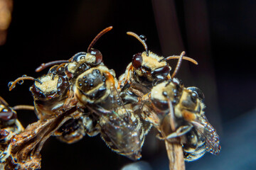 A swarm of Apis Trigona bees perch on a dry stem to rest