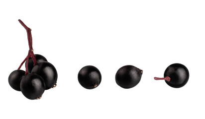 Elderberry berries isolated on a white background, macro.