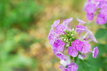 Obraz premium Garden phlox (Phlox paniculata), vivid summer flowers. Blooming branches of phlox in the garden on a sunny day. Soft blurred selective focus. 
